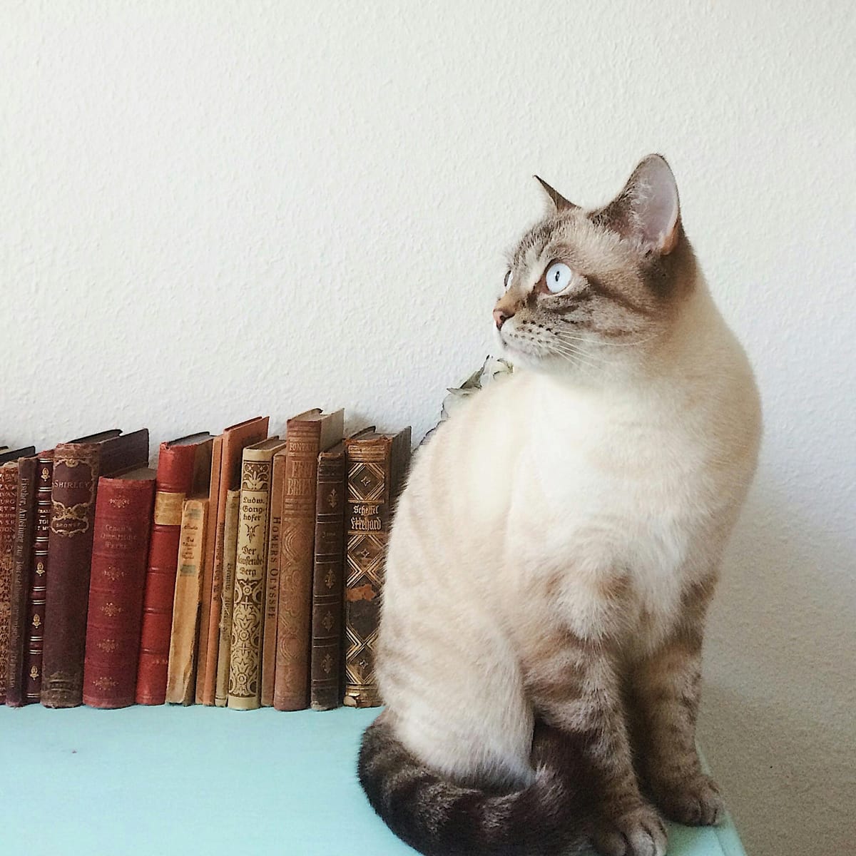 Piolo Pascual avatar